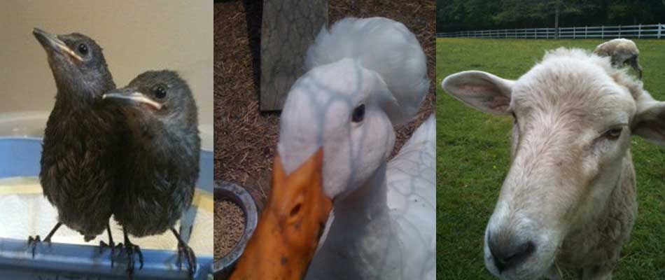 animals