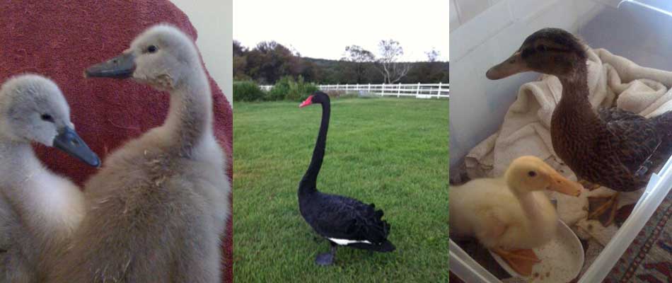 animals